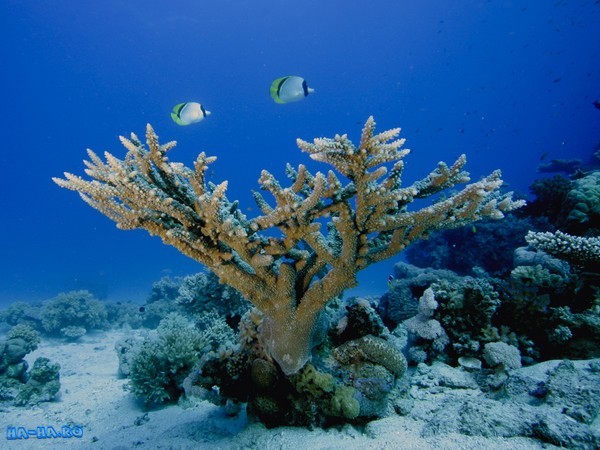 Bonsaiul din coral