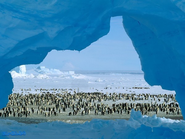 Colonia pinguinilor